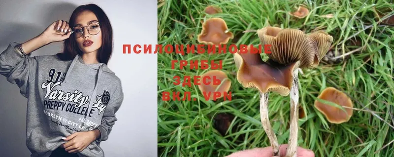 Галлюциногенные грибы Psilocybine cubensis  Саров 